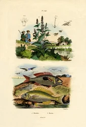 Picarelli macchiati